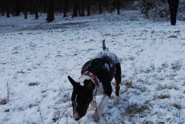 Biba, chilly in sneg - foto
