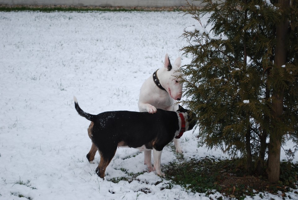 Biba, chilly in sneg - foto povečava