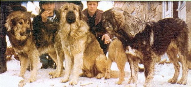 Svaštara - foto