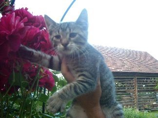 Bibi: Razposajena mačkica, Orijeva sestrica, ki je trenutno še malo sramežljiva, bo pa v p
