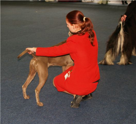 Dog handling 2010/2009 - foto