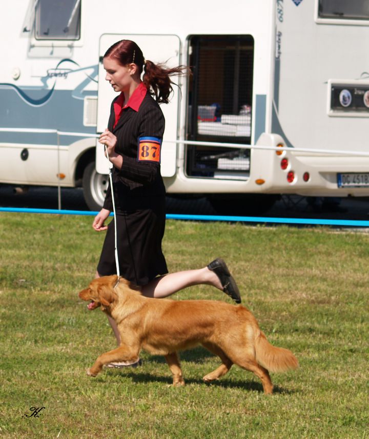 Dog handling 2010/2009 - foto povečava