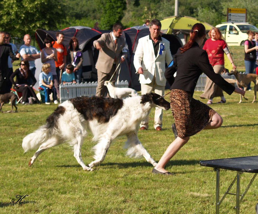 Dog handling 2010/2009 - foto povečava