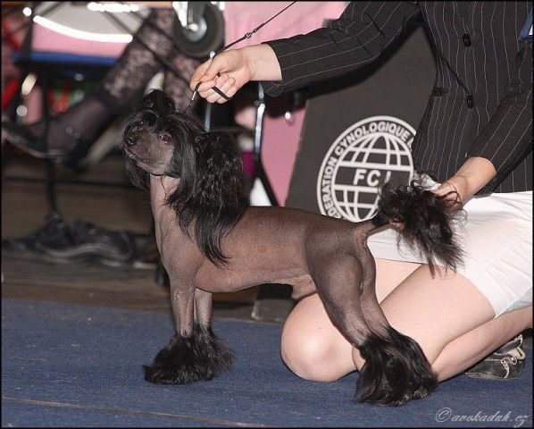 Dog handling 2010/2009 - foto