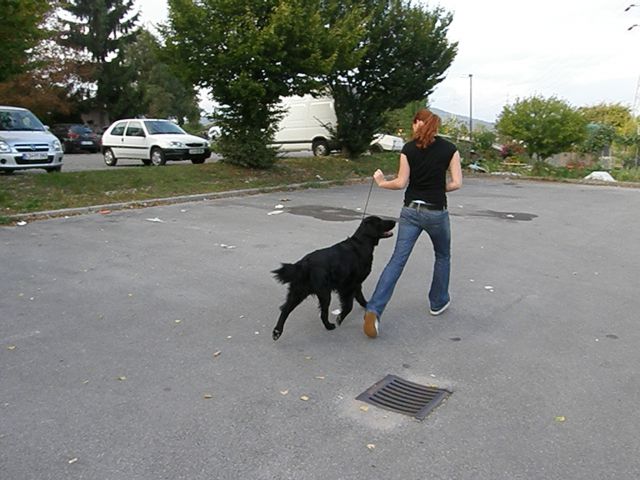 Dog trainings  - foto