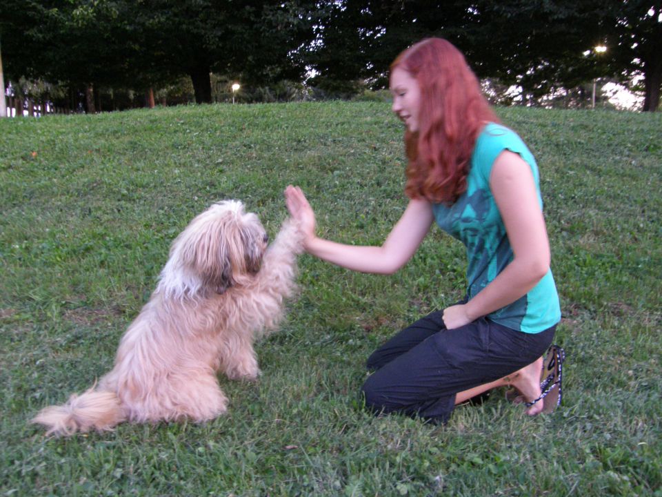 Dog trainings  - foto povečava