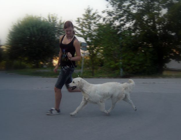 Dog trainings  - foto