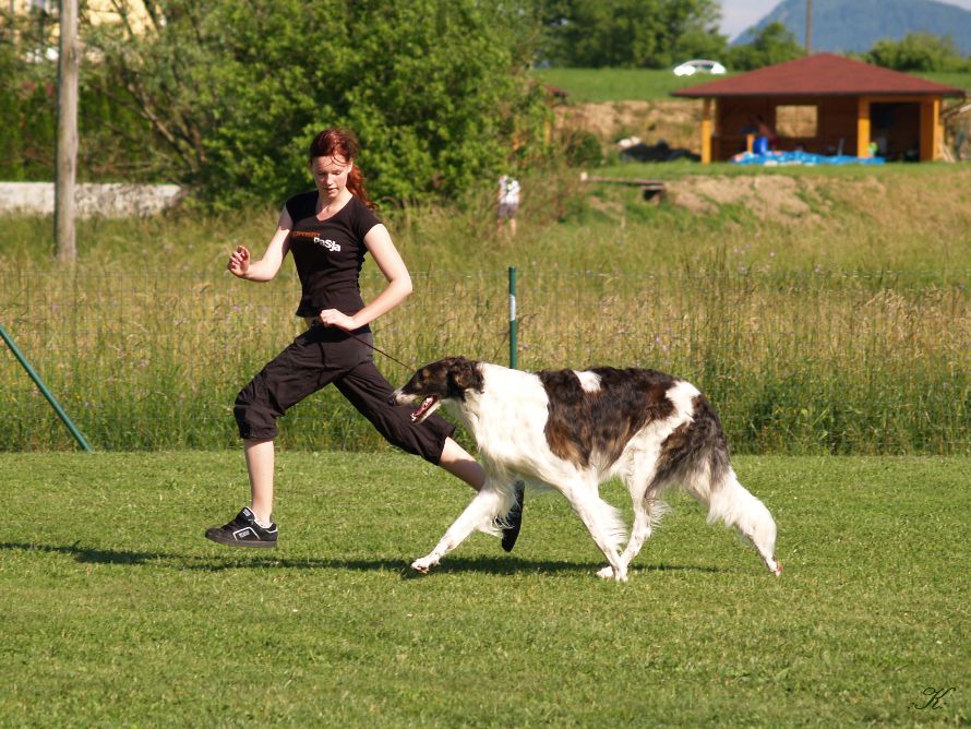 Dog trainings  - foto povečava