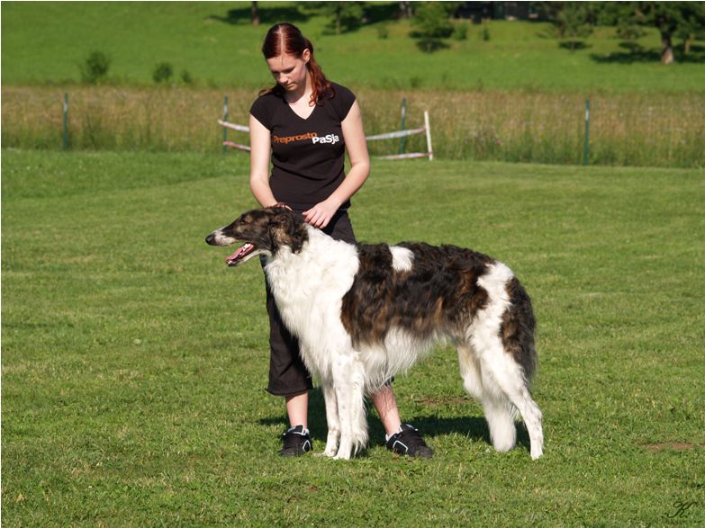 Dog trainings  - foto povečava