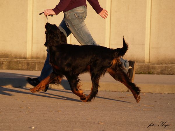 Dog trainings  - foto