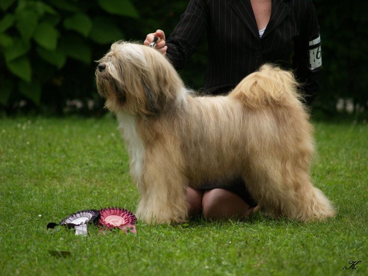 CACIB Varazdin 2010