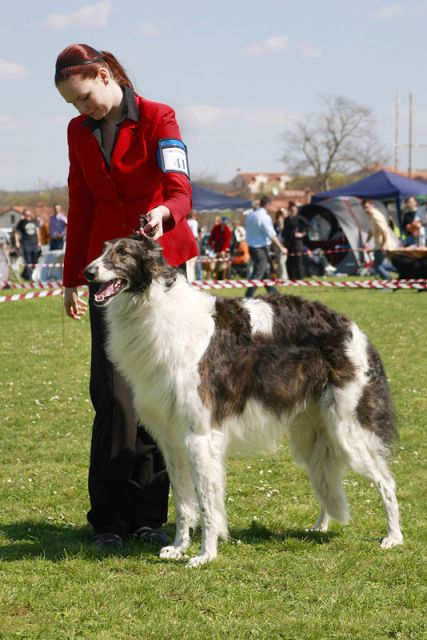 Dog handling 2011 - foto