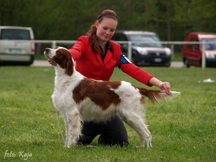 Dog handling 2011 - foto povečava