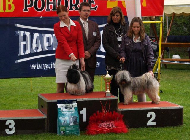 Dog handling 2011 - foto