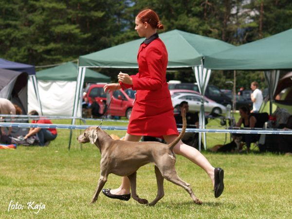 Dog handling 2011 - foto