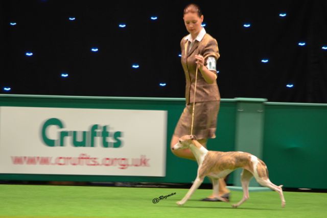 Dog handling 2012 - foto