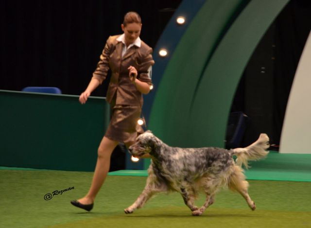 Dog handling 2012 - foto