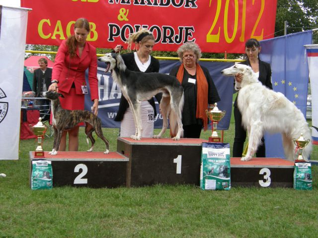 Dog handling 2012 - foto