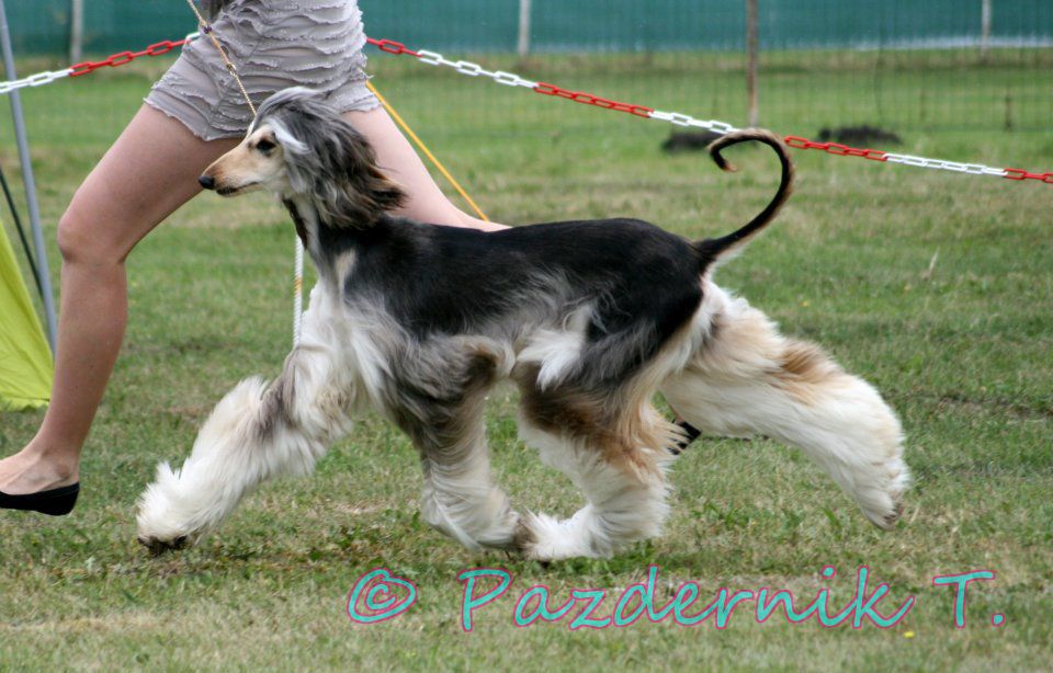 Dog handling 2012 - foto povečava