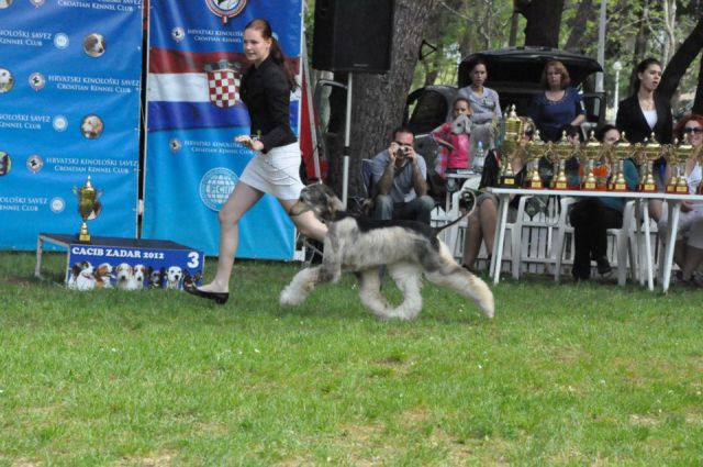 Dog handling 2012 - foto