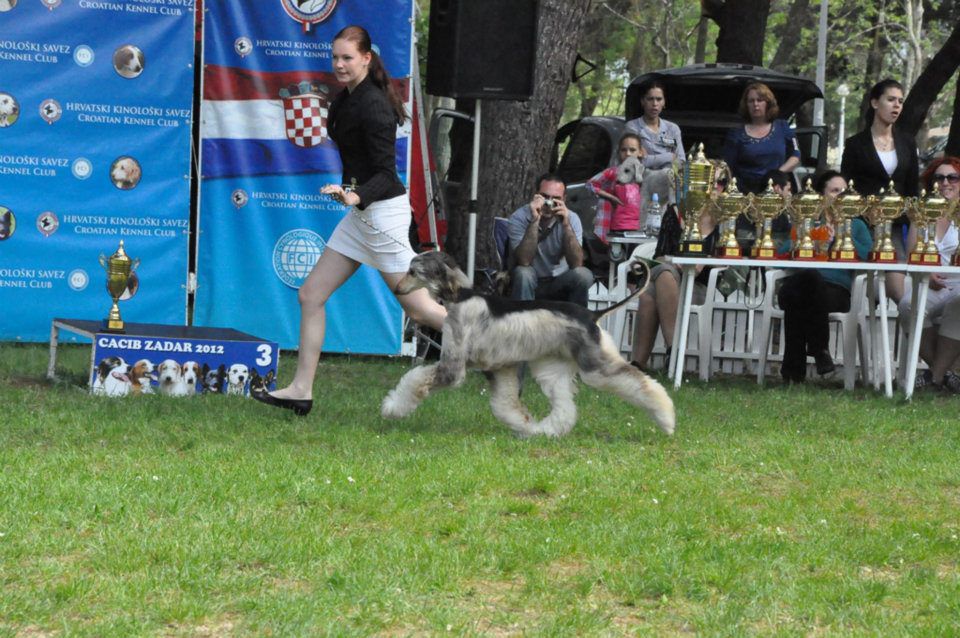 Dog handling 2012 - foto povečava