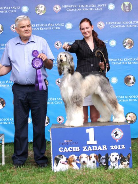 Dog handling 2012 - foto