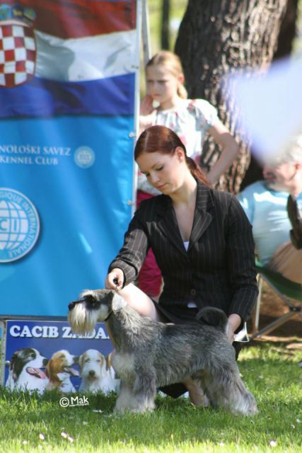 Dog handling 2012 - foto