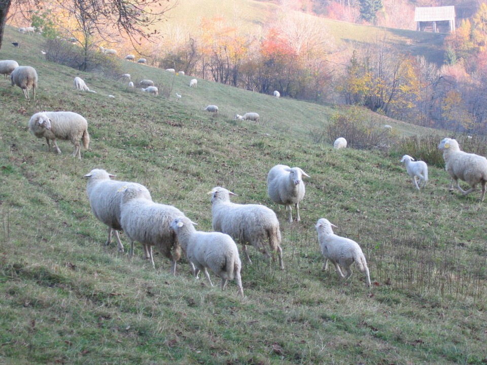 Zgornje Danje - foto povečava