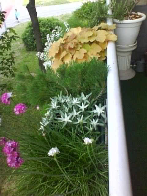 Rože - foto povečava