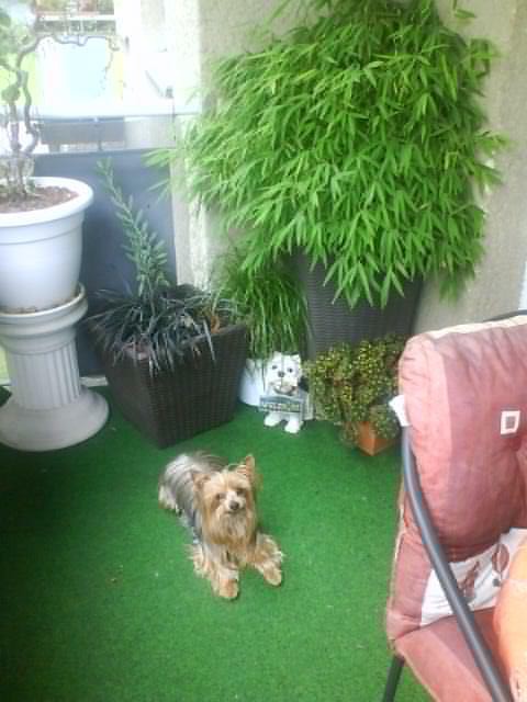 Rože - foto povečava