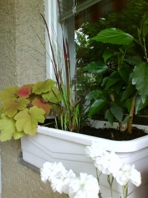 Rože - foto povečava