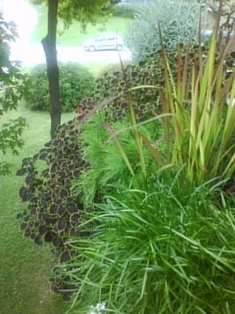 Rože - foto povečava