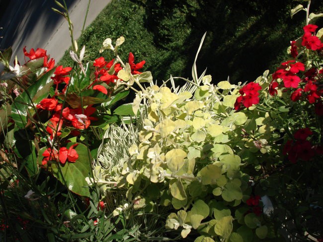 Rože - foto povečava