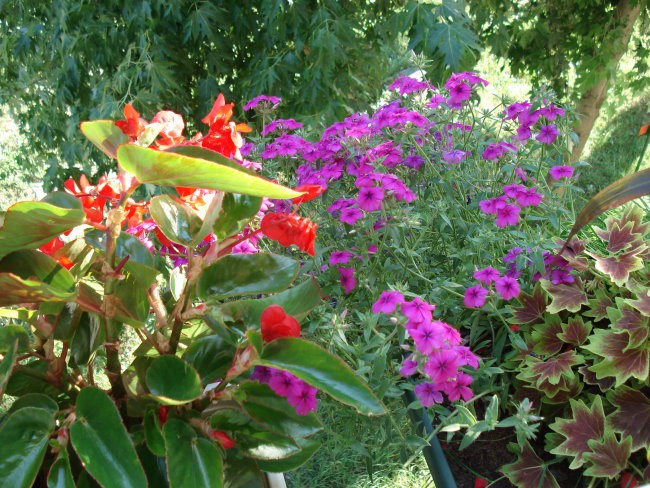 Rože - foto povečava