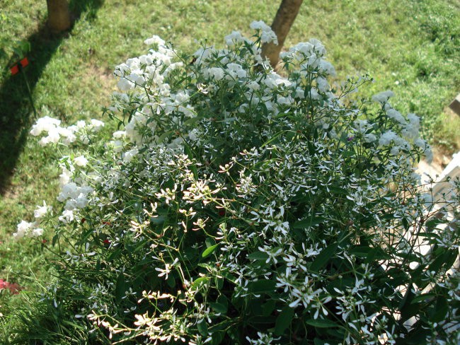 Rože - foto povečava