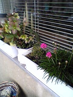 Rože - foto povečava