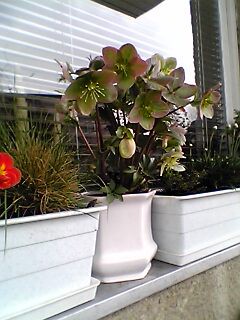 Rože - foto povečava