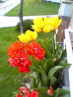 Rože - foto povečava