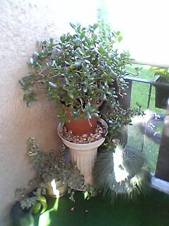 Rože - foto povečava