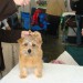 norfolk terrier Mika