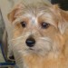 norfolk terrier Mika