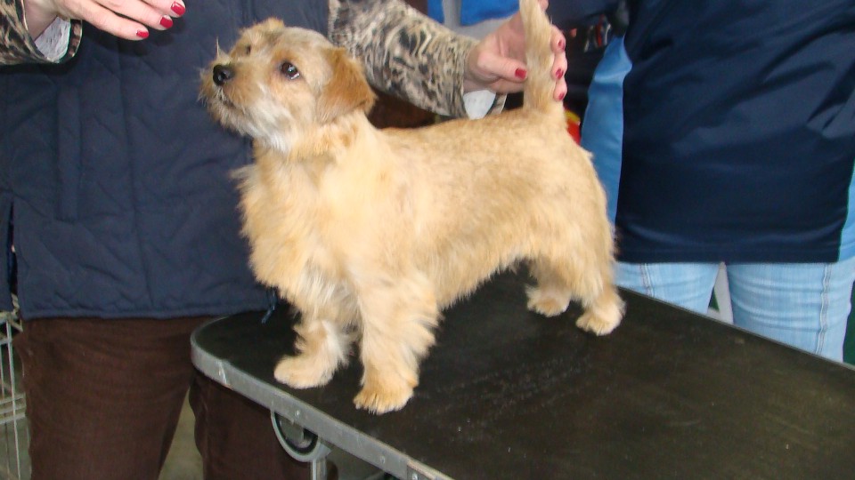 norfolk terrier Mika na CAC CE