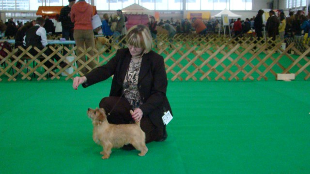 Norfolk terrier Mika na CAC CE