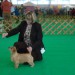 norfolk terrier Mika na CAC CE