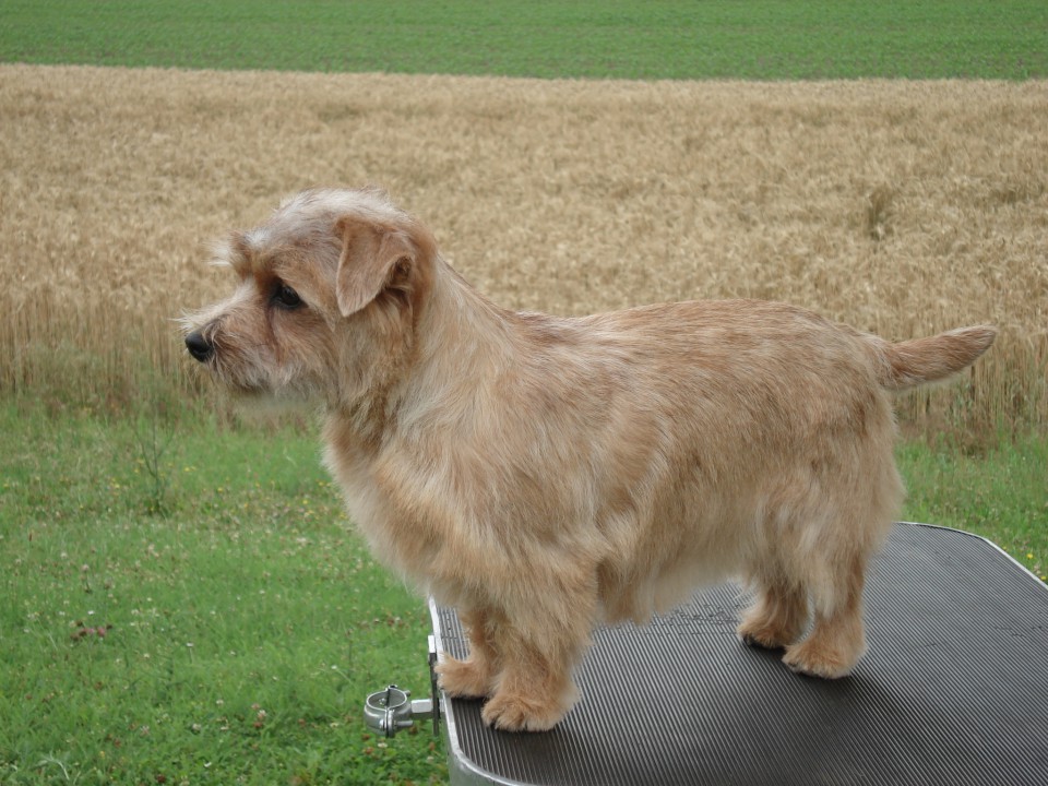 28.6. 2009 CAC spec.razstava avstrijskega terrier kluba