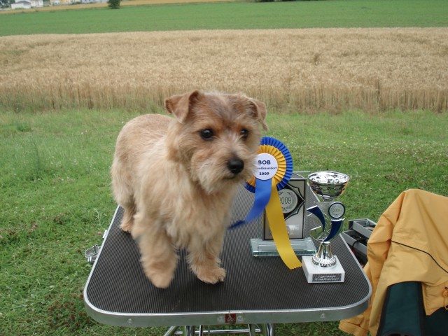 Norfolk terrier Mika avstrijski klubski mladinski prvak