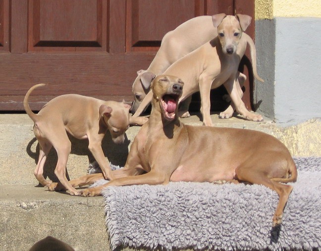 MALI ITALIJANSKI HRT: Desert Queen F litter - - foto povečava