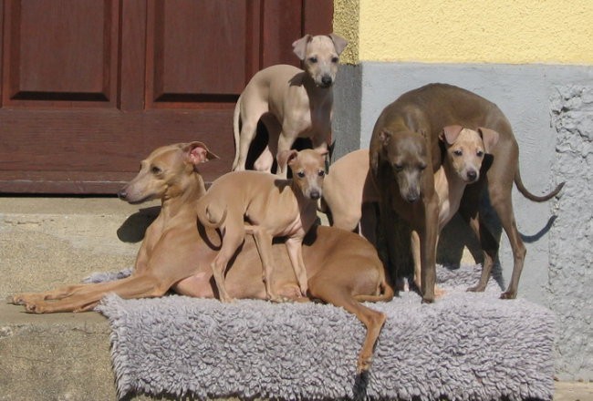 MALI ITALIJANSKI HRT: Desert Queen F litter - - foto povečava