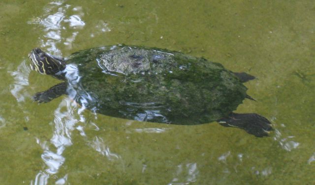 Slike želvic iz Floride - foto