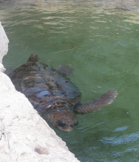 Slike želvic iz Floride - foto